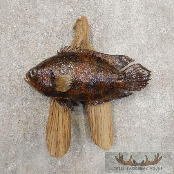 Tripletail Taxidermy Fish Mount For Sale