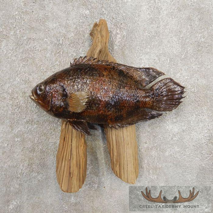Tripletail Taxidermy Fish Mount For Sale