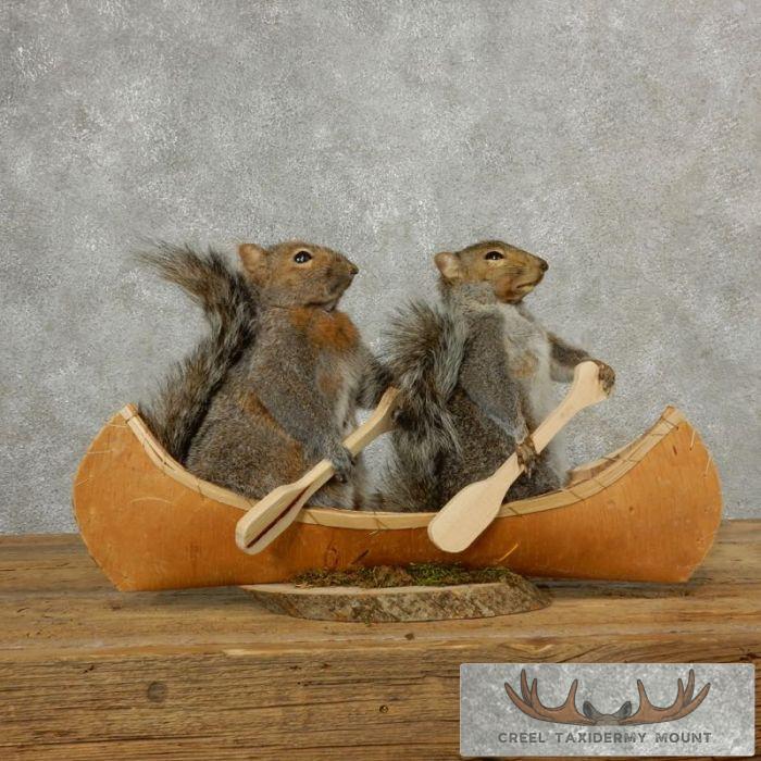 Canoe Grey Squirrel Taxidermy Mount Pair For Sale