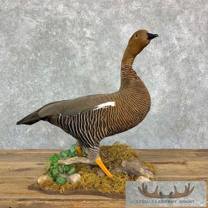 Upland (Magellan) Goose Taxidermy Bird Mount For Sale