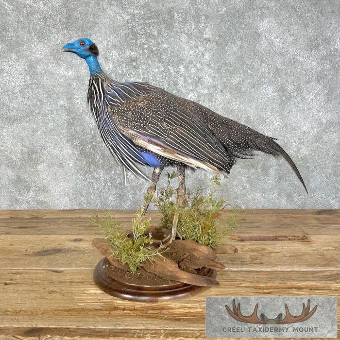 Vulturine Guineafowl Taxidermy Bird Mount For Sale