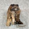 Melanistic Raccoon Taxidermy Mount For Sale