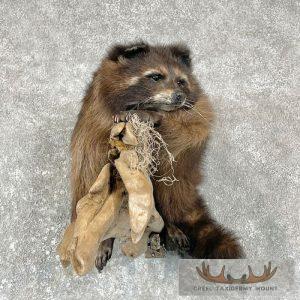 Melanistic Raccoon Taxidermy Mount Taxidermy