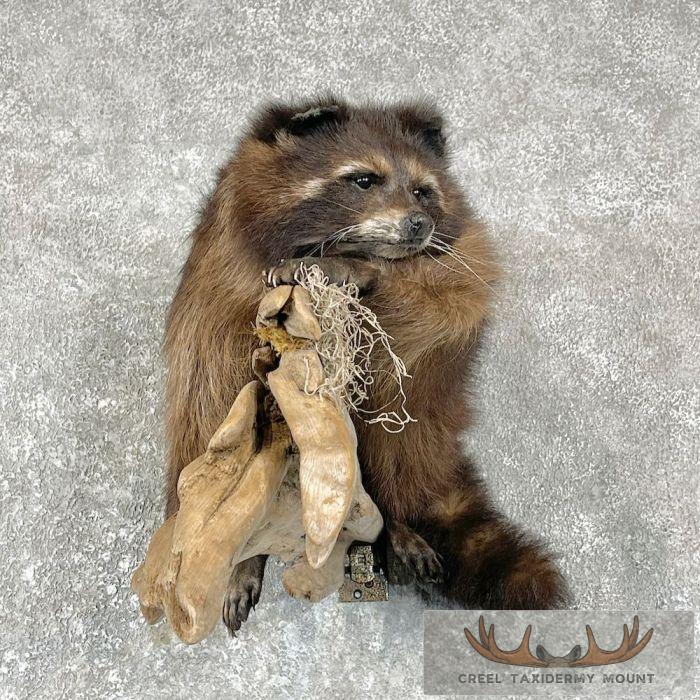 Melanistic Raccoon Taxidermy Mount For Sale