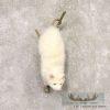 Albino Opossum Taxidermy Mount For Sale
