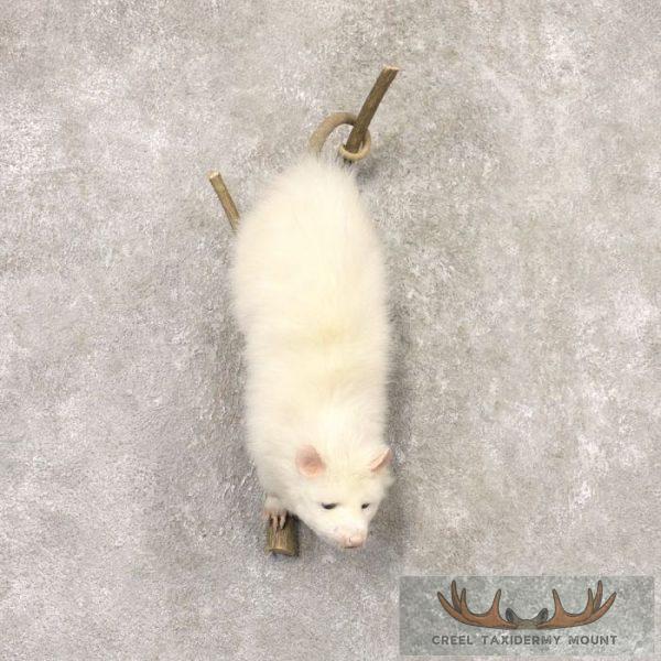 Albino Opossum Taxidermy Mount For Sale