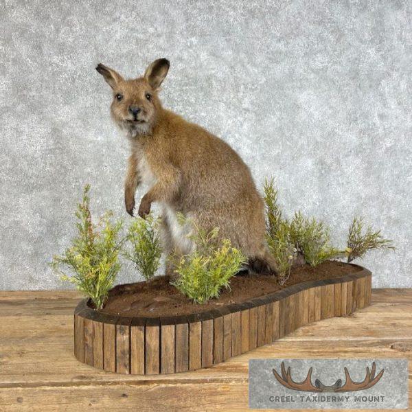 Wallaby Life-Size Taxidermy Mount For Sale
