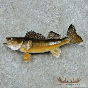 21" Walleye Taxidermy Fish Mount Taxidermy