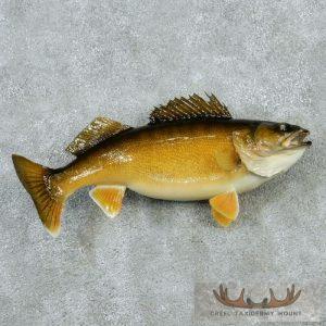21" Walleye Taxidermy Fish Mount Taxidermy