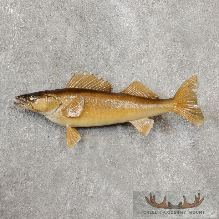 17.75" Walleye Taxidermy Fish Mount For Sale