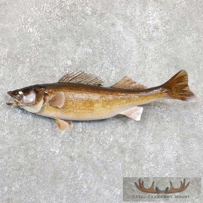 19.5" Walleye Taxidermy Fish Mount For Sale