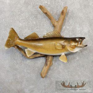 22" Walleye Taxidermy Fish Mount Taxidermy