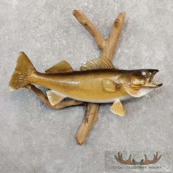 22" Walleye Taxidermy Fish Mount For Sale