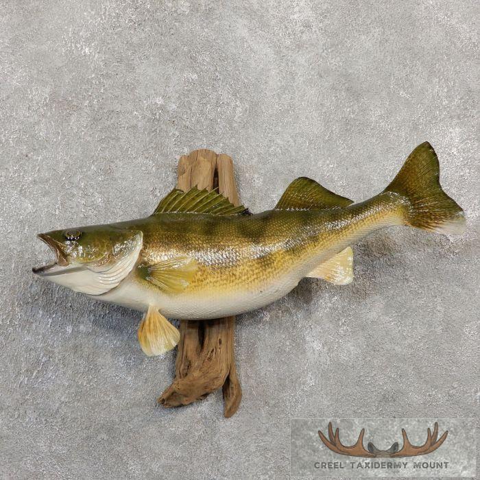24" Walleye Taxidermy Fish Mount For Sale