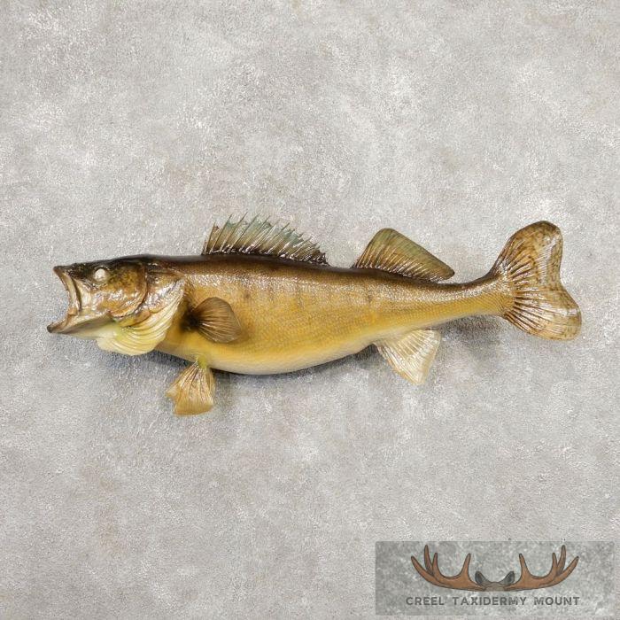 30.75" Walleye Taxidermy Fish Mount For Sale