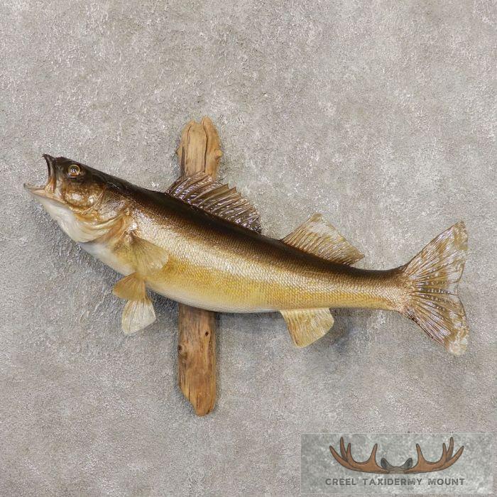 24.25" Walleye Taxidermy Fish Mount For Sale
