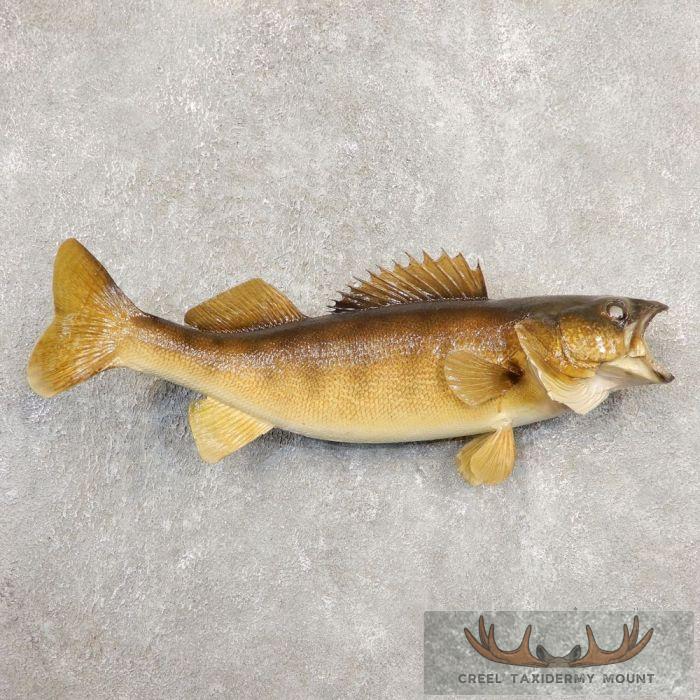 24" Walleye Taxidermy Fish Mount For Sale