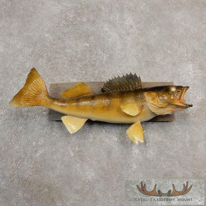 Walleye Taxidermy Fish Mount For Sale