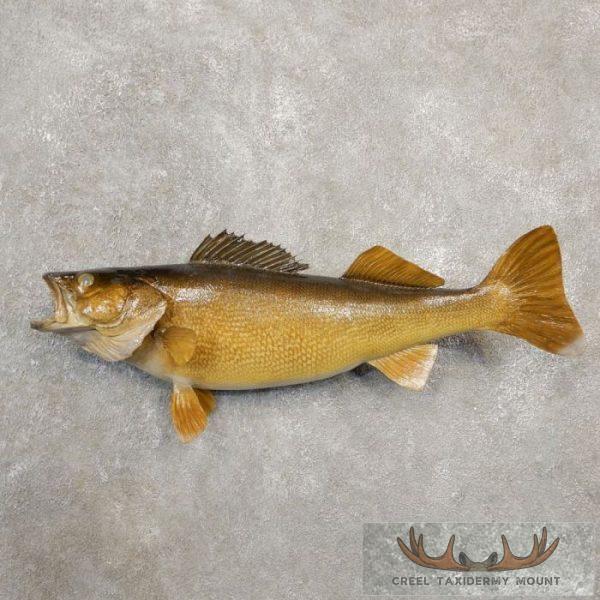 Walleye Taxidermy Fish Mount For Sale