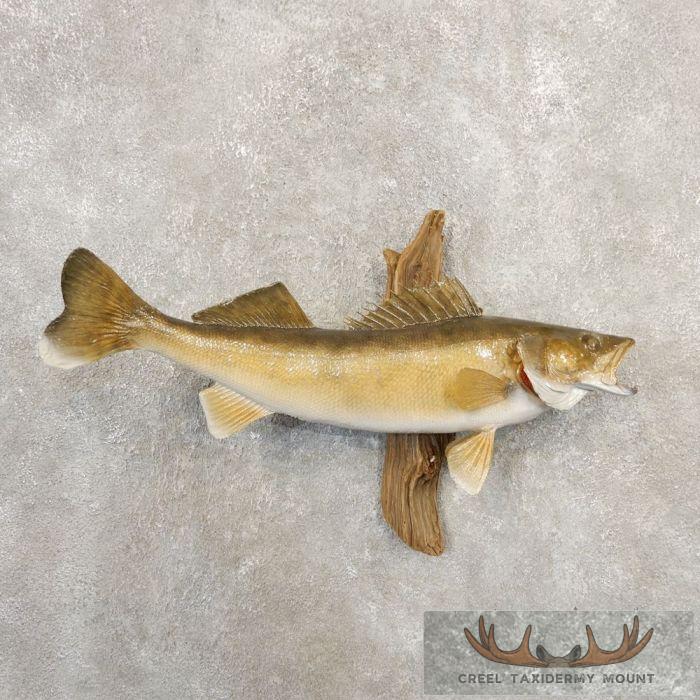 Walleye Taxidermy Fish Mount For Sale