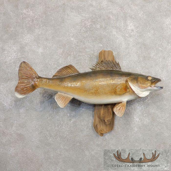 29" Walleye Taxidermy Fish Mount For Sale