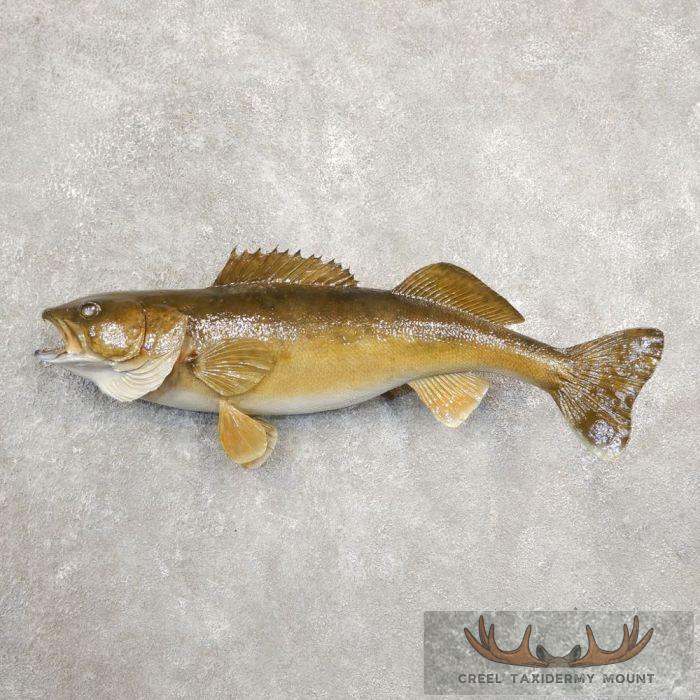 28" Walleye Taxidermy Fish Mount For Sale