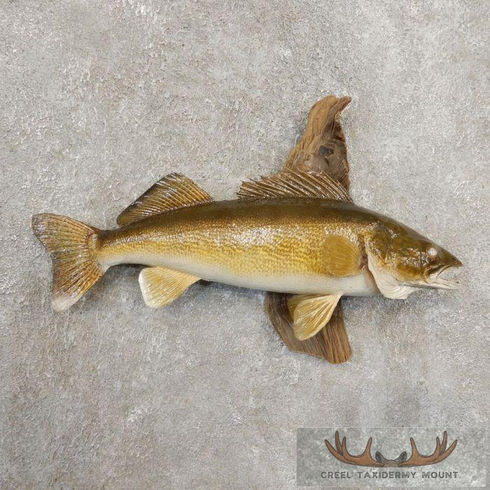 Walleye Taxidermy Fish Mount For Sale