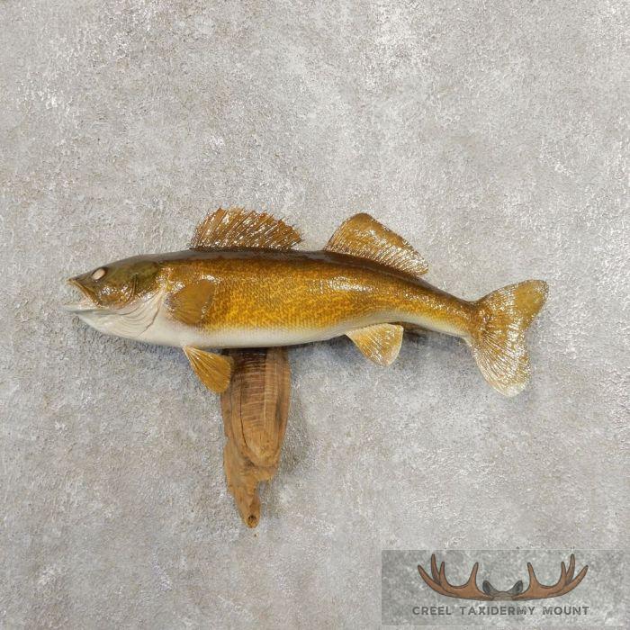 Walleye Taxidermy Fish Mount For Sale