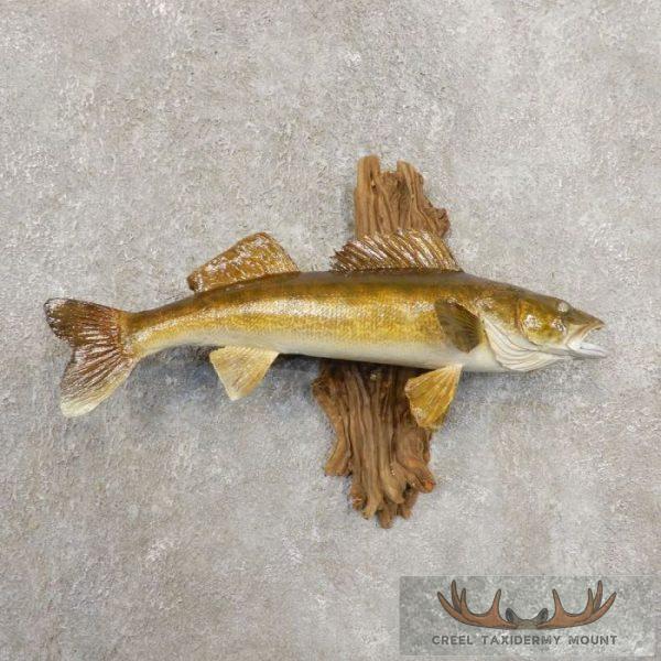 Walleye Taxidermy Fish Mount For Sale