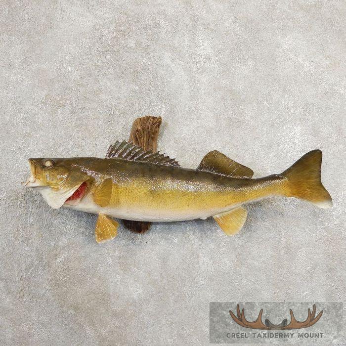 26" Walleye Taxidermy Fish Mount For Sale
