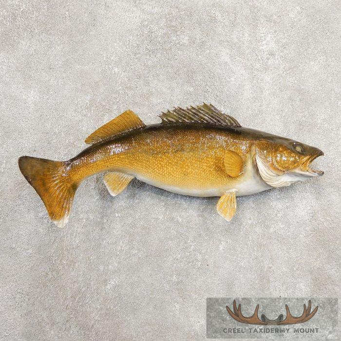 24" Walleye Taxidermy Fish Mount For Sale
