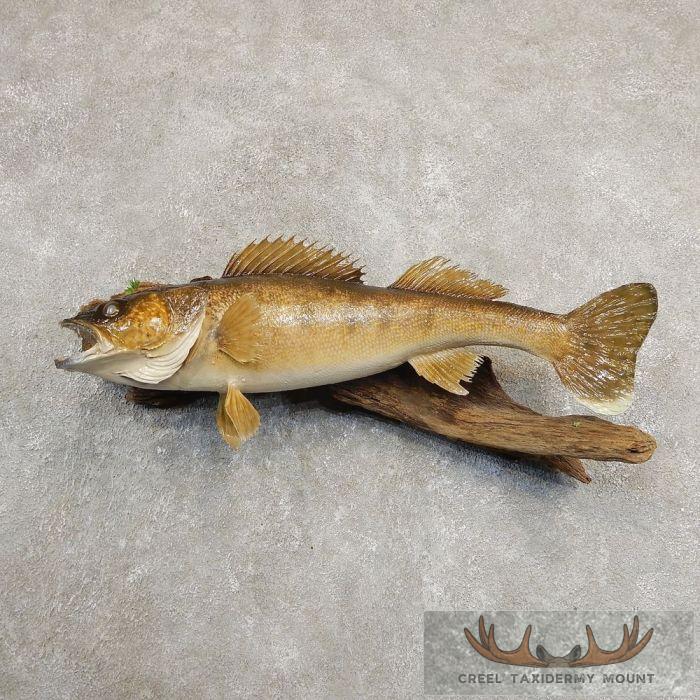 Walleye Taxidermy Fish Mount For Sale