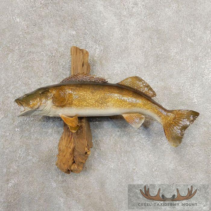 17" Walleye Taxidermy Fish Mount For Sale