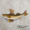 22.25" Walleye Taxidermy Fish Mount For Sale