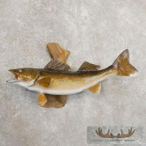 22.25" Walleye Taxidermy Fish Mount Taxidermy