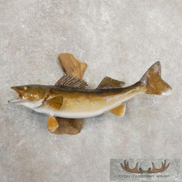 22.25" Walleye Taxidermy Fish Mount For Sale