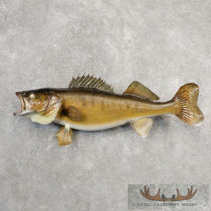 30.5" Walleye Taxidermy Fish Mount For Sale