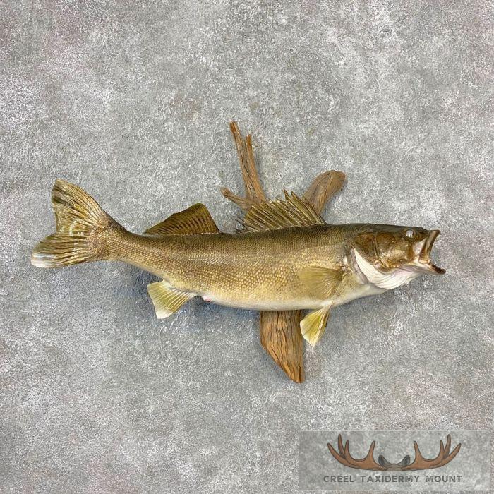 27" Walleye Taxidermy Fish Mount For Sale