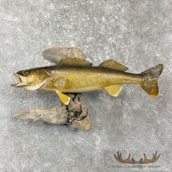 Walleye Taxidermy Fish Mount For Sale