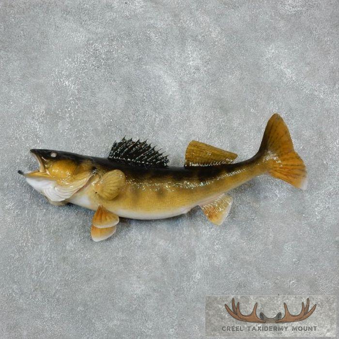 30" Walleye Taxidermy Fish Mount For Sale