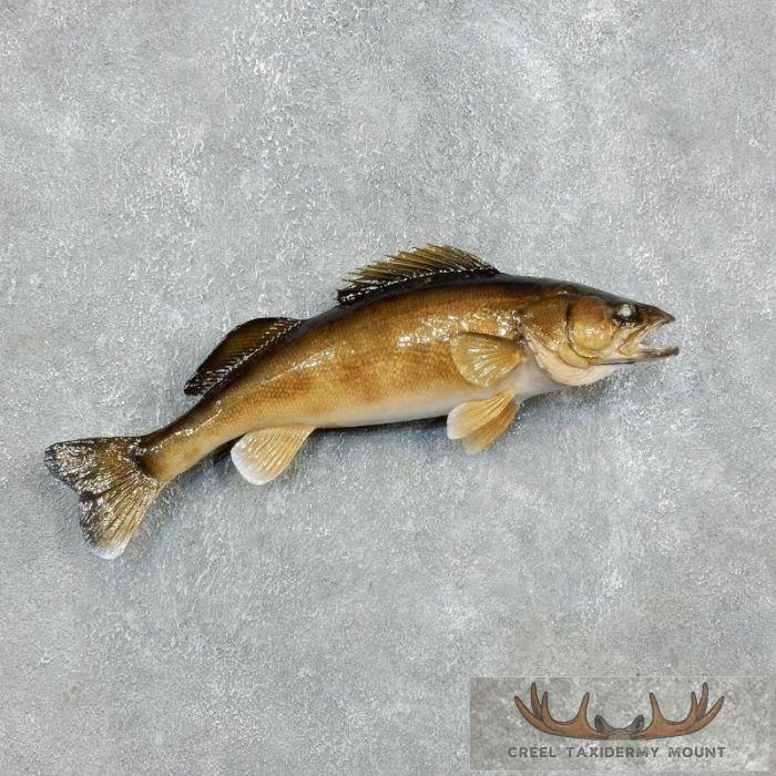 24" Walleye Taxidermy Fish Mount For Sale