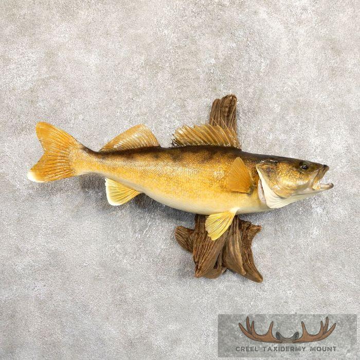 26" Walleye Taxidermy Fish Mount For Sale