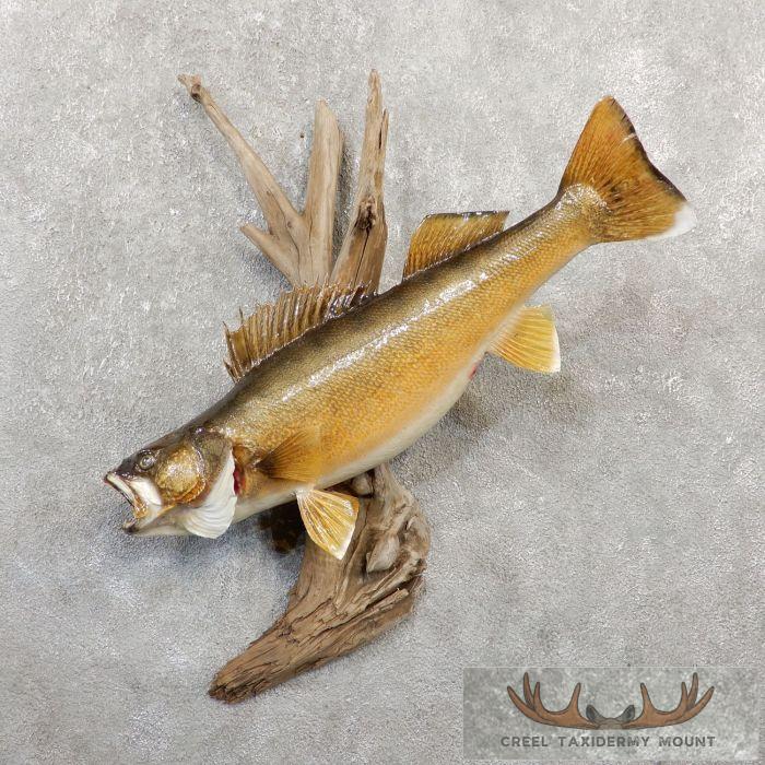 25" Walleye Taxidermy Fish Mount For Sale