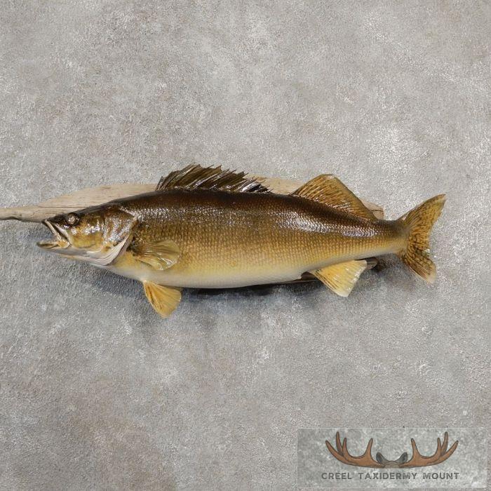 26" Walleye Taxidermy Fish Mount For Sale