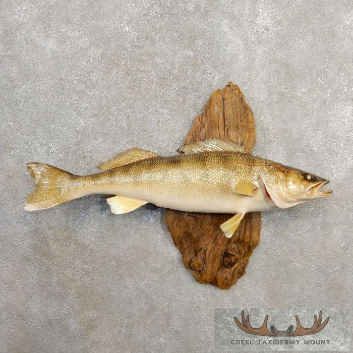 28.5" Walleye Taxidermy Fish Mount For Sale