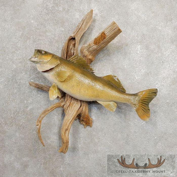 24.5" Walleye Taxidermy Fish Mount For Sale