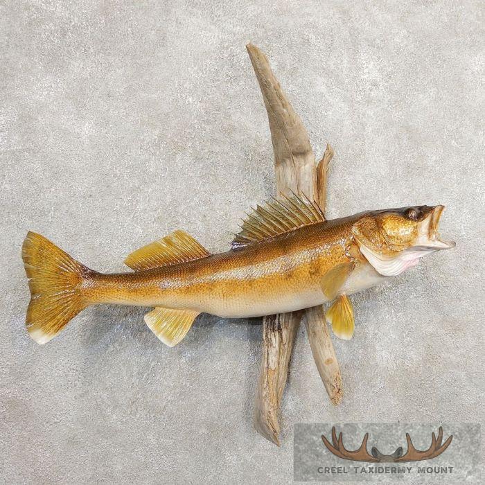 27" Walleye Taxidermy Fish Mount For Sale