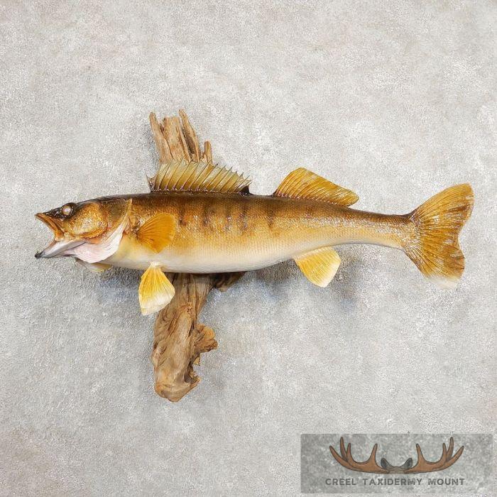31.5" Walleye Taxidermy Fish Mount For Sale