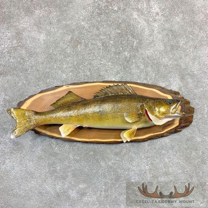 30.5" Walleye Taxidermy Fish Mount For Sale