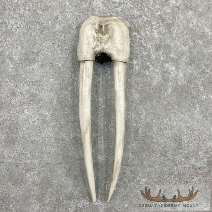 Walrus Replica Skull & Tusks Taxidermy Mount For Sale